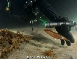 Night Dive off the coast of New England...Divers shine th... by Chris Miskavitch 